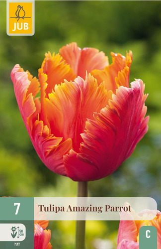 X   7 TULIPA AMAZING PARROT 11/12