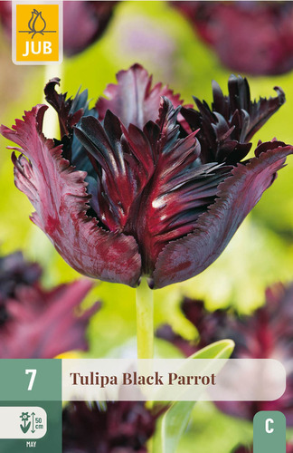 X   7 TULIPA BLACK PARROT 11/12