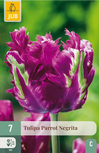 X   7 TULIPA PARROT NEGRITA 11/12