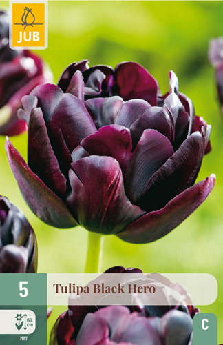 X   5 TULIPA BLACK HERO 11/12
