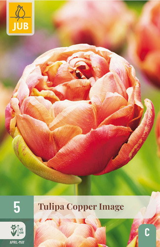 X   5 TULIPA COPPER IMAGE 11/12