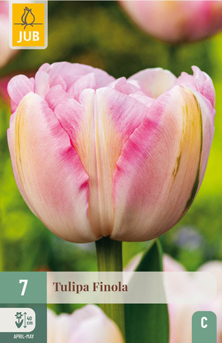 X   7 TULIPA FINOLA 11/12