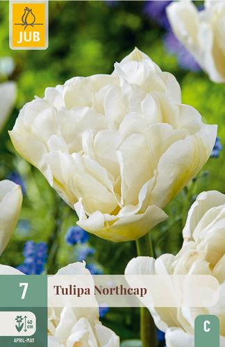 X   7 TULIPA NORTHCAP 11/12