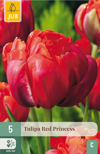 X   5 TULIPA RED PRINCESS 11/12
