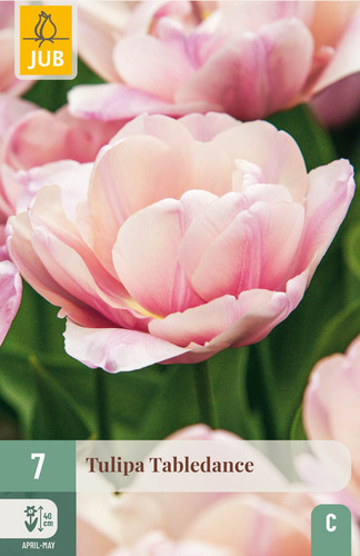 X   7 TULIPA TABLEDANCE 11/12