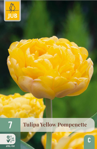 X   7 TULIPA YELLOW POMPENETTE 11/12