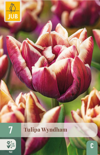 X   7 TULIPA WYNDHAM 11/12