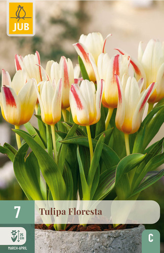 X   7 TULIPA FLORESTA 11/12