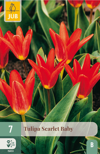 X   7 TULIPA SCARLET BABY 11/12