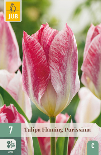 X   7 TULIPA FLAMING PURISSIMA 11/12