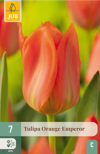 X   7 TULIPA ORANGE EMPEROR 11/12