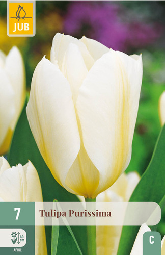 X   7 TULIPA PURISSIMA 11/12