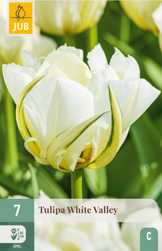 X   7 TULIPA WHITE VALLEY 11/12