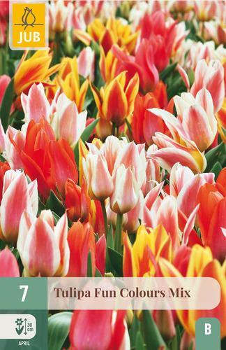 X   7 TULIPA FUN COLOURS 11/12