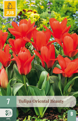 X   7 TULIPA ORIENTAL BEAUTY 11/12