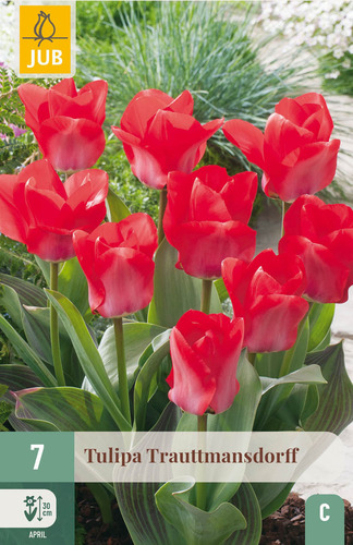 X   7 TULIPA TRAUTTMANSDORFF 11/12