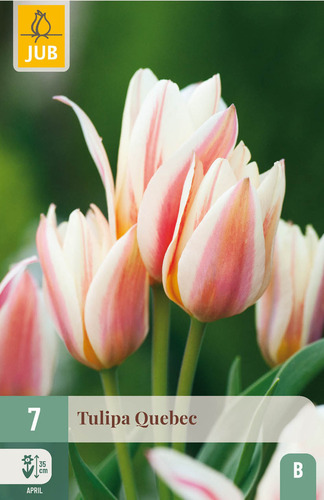 X   7 TULIPA QUEBEC 11/12