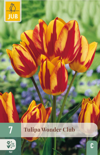 X   7 TULIPA WONDER CLUB 11/12