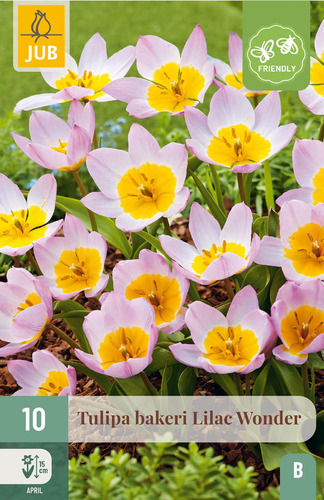X 10 TULIPA BAKERI LILAC WONDER 6/+