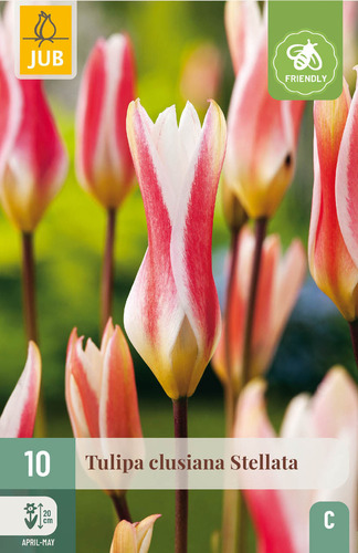 X 10 TULIPA CLUSIANA STELLATA 6/+
