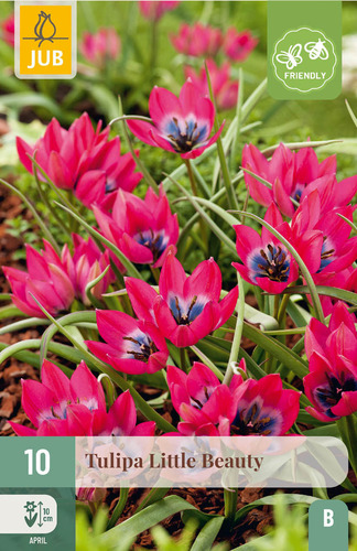 X 10 TULIPA LITTLE BEAUTY 6/+