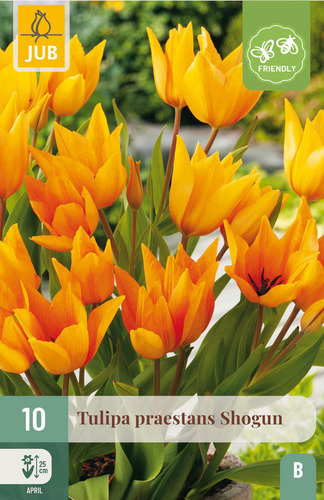 X 10 TULIPA PRAESTANS SHOGUN 8/9