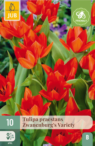 X 10 TULIPA PRAESTANS ZWANENBURG VARIETY 8/9