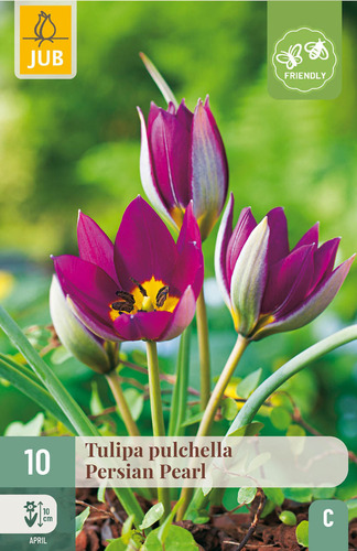 X 10 TULIPA PULCH. PERSIAN PEARL 6/+