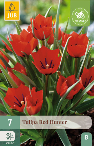 X   7 TULIPA RED HUNTER 6/+