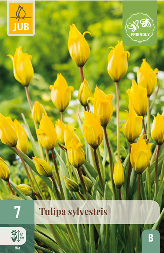 X   7 TULIPA SYLVESTRIS 5/6