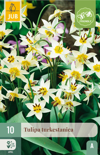 X 10 TULIPA TURKESTANICA 6/7