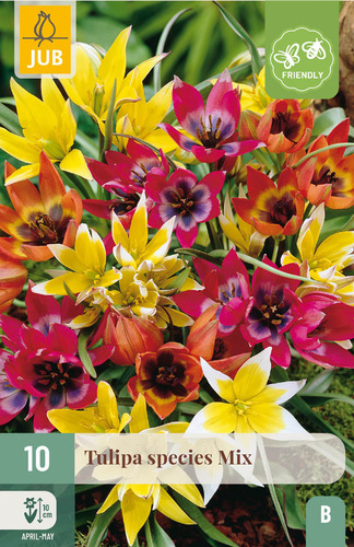 X 10 TULIPA SPECIES MIX 6/+