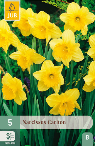 X   5 NARCISSUS CARLTON 12/14