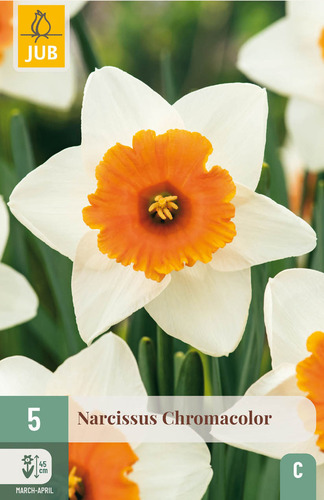 X   5 NARCISSUS CHROMACOLOR 12/14