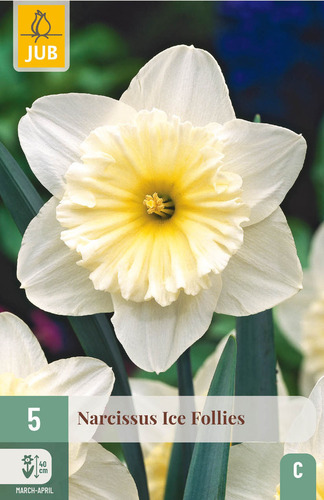 X   5 NARCISSUS ICE FOLLIES 12/14
