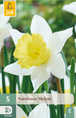 X   5 NARCISSUS MELYOR 12/14