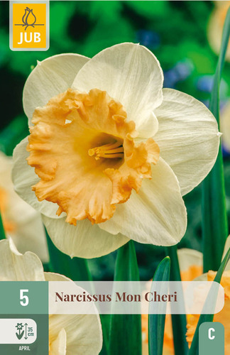 X   5 NARCISSUS MON CHERI 10/12