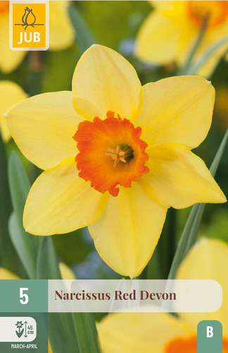 X   5 NARCISSUS RED DEVON 12/14