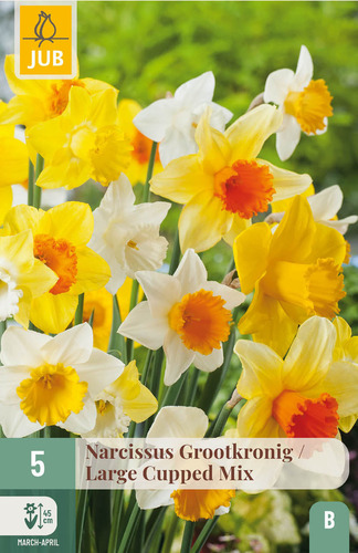X   5 NARCISSUS GROOTKRONIG MIX 12/14
