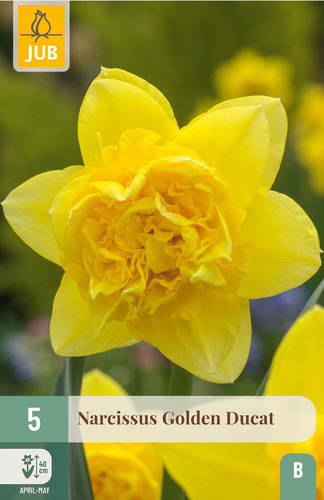 X   5 NARCISSUS GOLDEN DUCAT 12/14