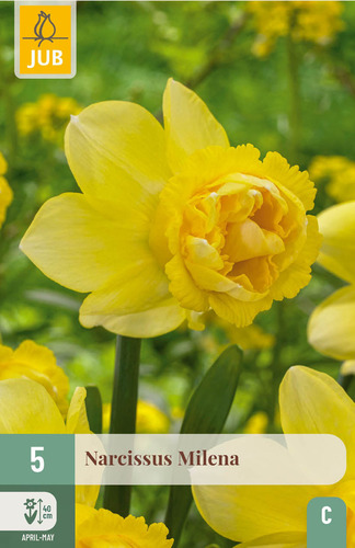 X   5 NARCISSUS MILENA 10/12