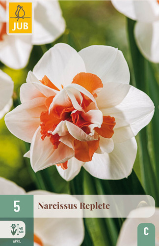 X   5 NARCISSUS REPLETE 12/14