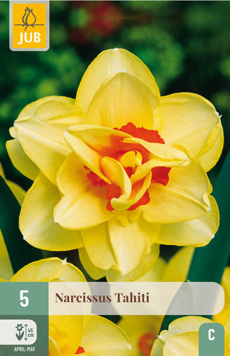 X   5 NARCISSUS TAHITI 12/14
