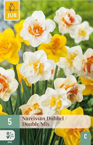 X   5 NARCISSUS DUBBEL MIX 12/14