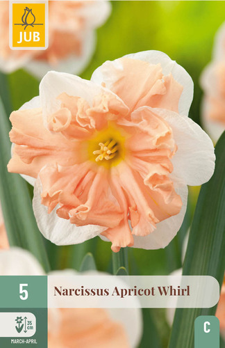 X   5 NARCISSUS APRICOT WHIRL 12/14