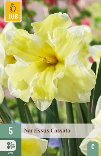 X   5 NARCISSUS CASSATA 12/14
