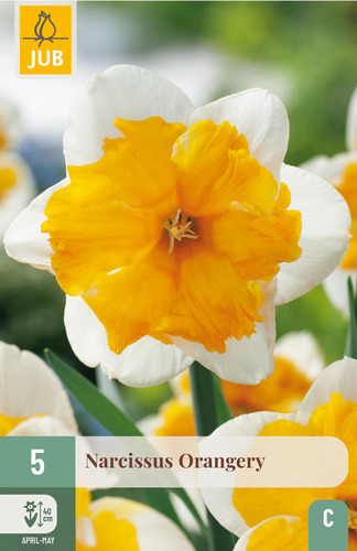 X   5 NARCISSUS ORANGERY 12/14