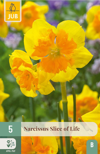 X   5 NARCISSUS SLICE OF LIFE 12/14