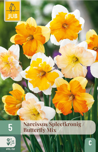 X   5 NARCISSUS BUTTERFLY MIX 12/14