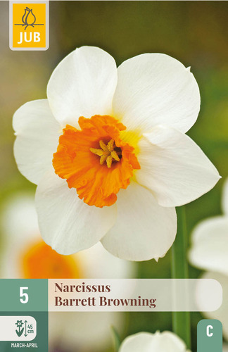 X   5 NARCISSUS BARRETT BROWNING  12/14